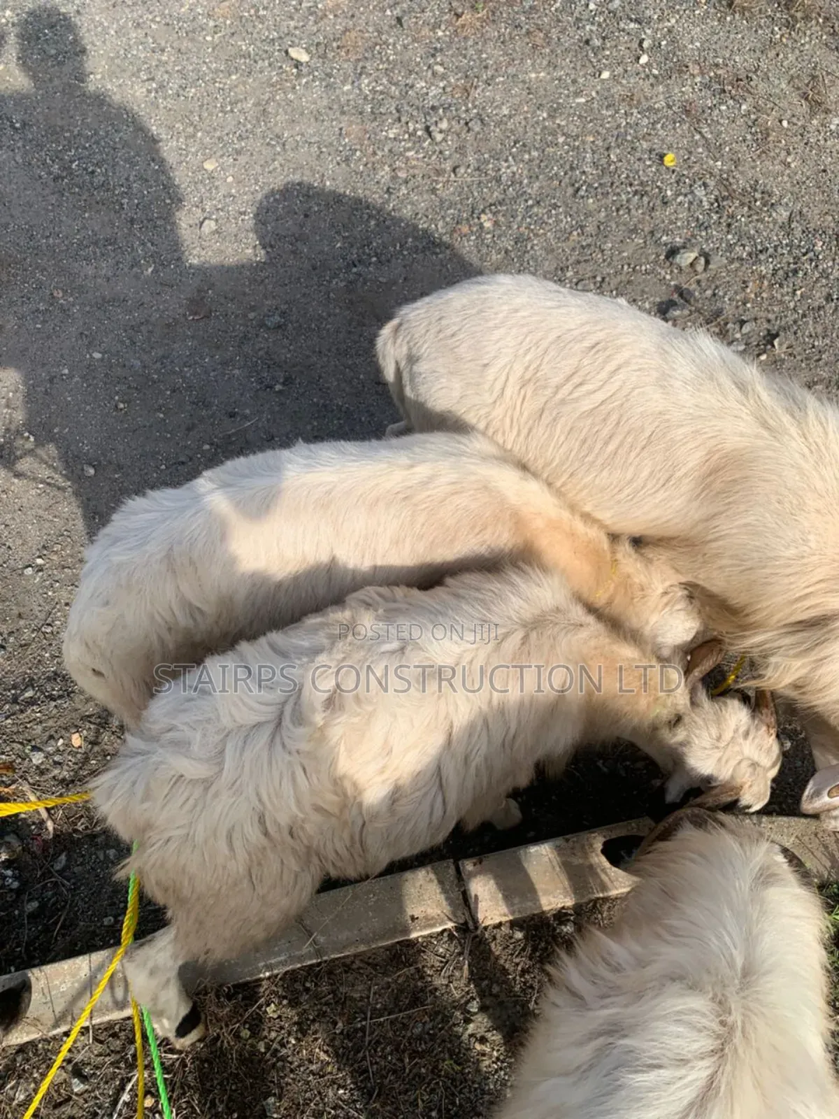 Sheeps for Sale.