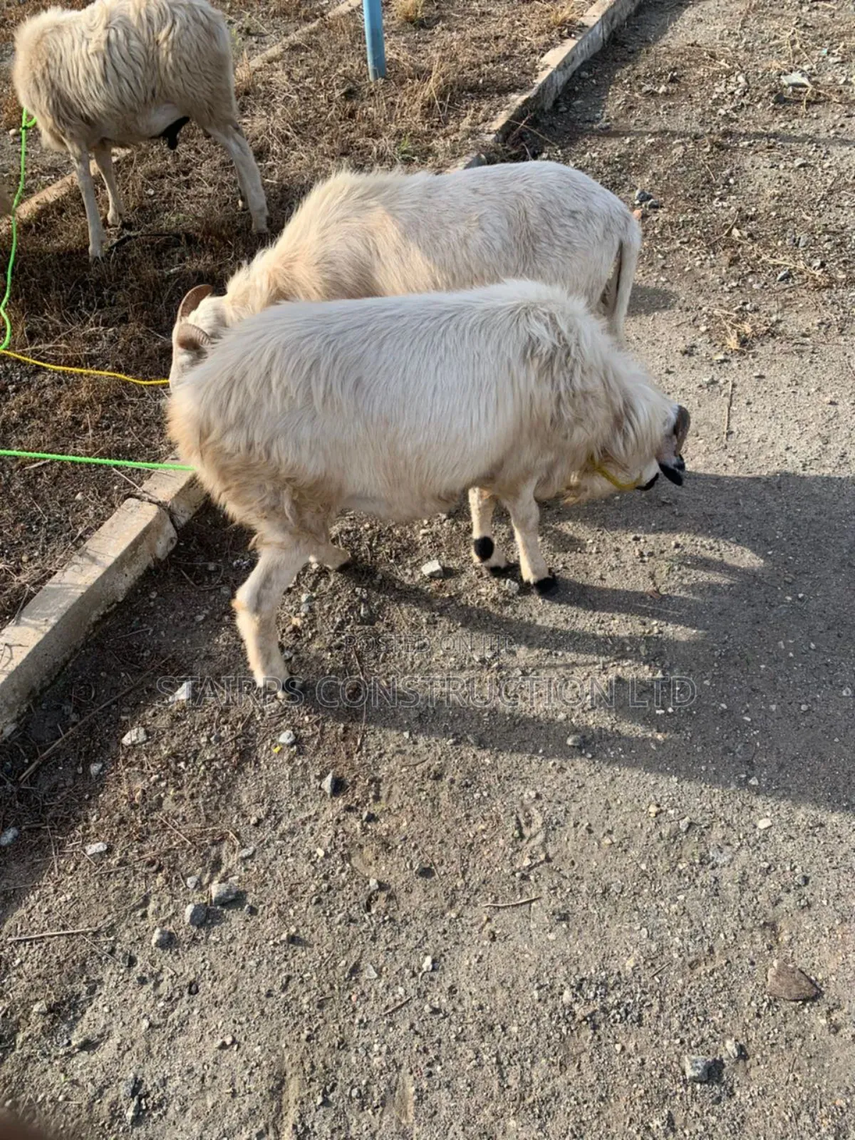 Sheeps for Sale.
