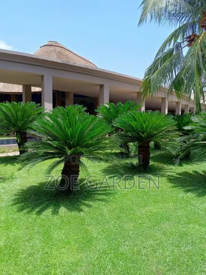 Palm Trees