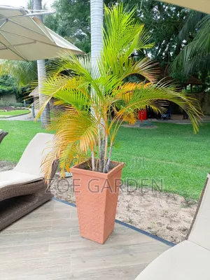 Palm Trees