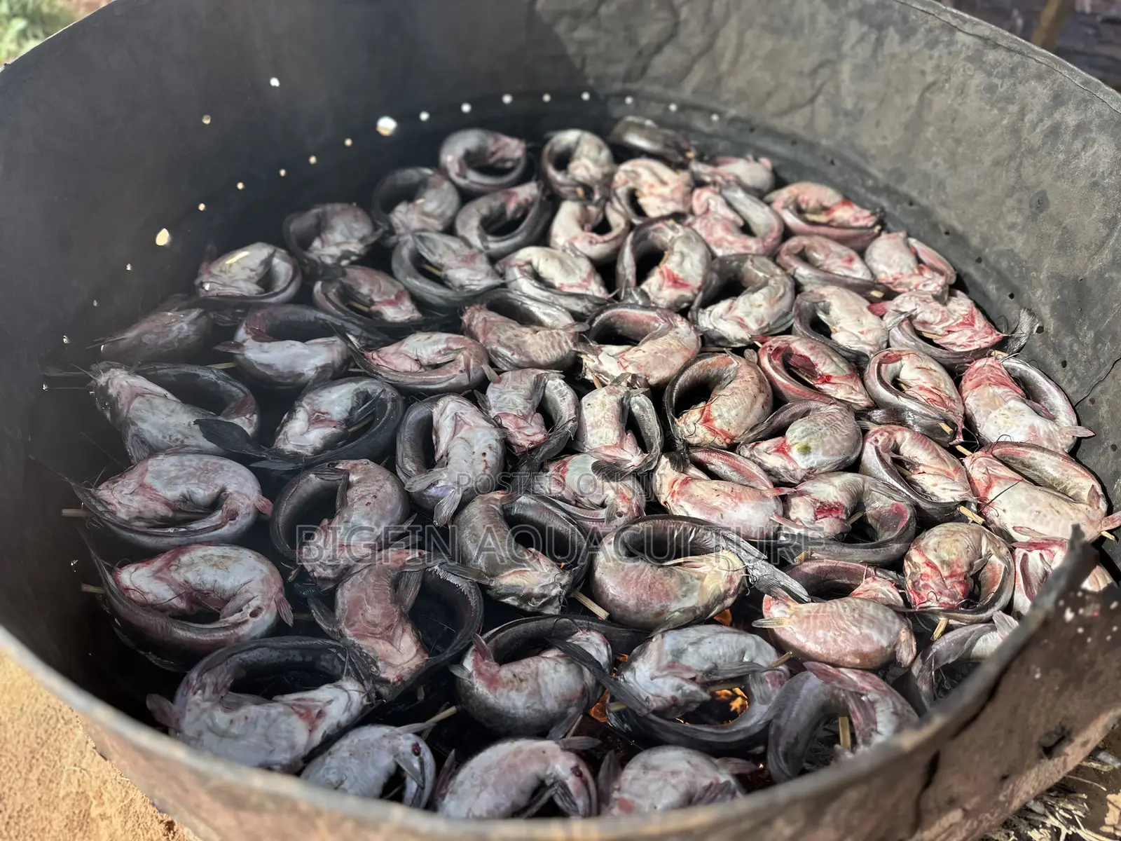 Smoked Catfish