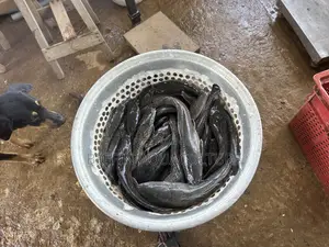 Catfish Broodstocks