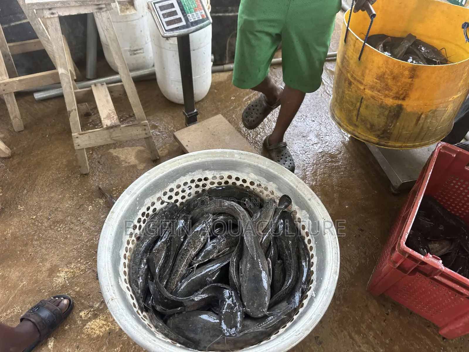 Catfish Broodstocks