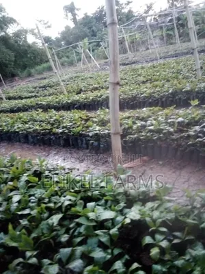 High Quality Grafted Cashew Seedlings