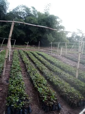 High Quality Grafted Cashew Seedlings