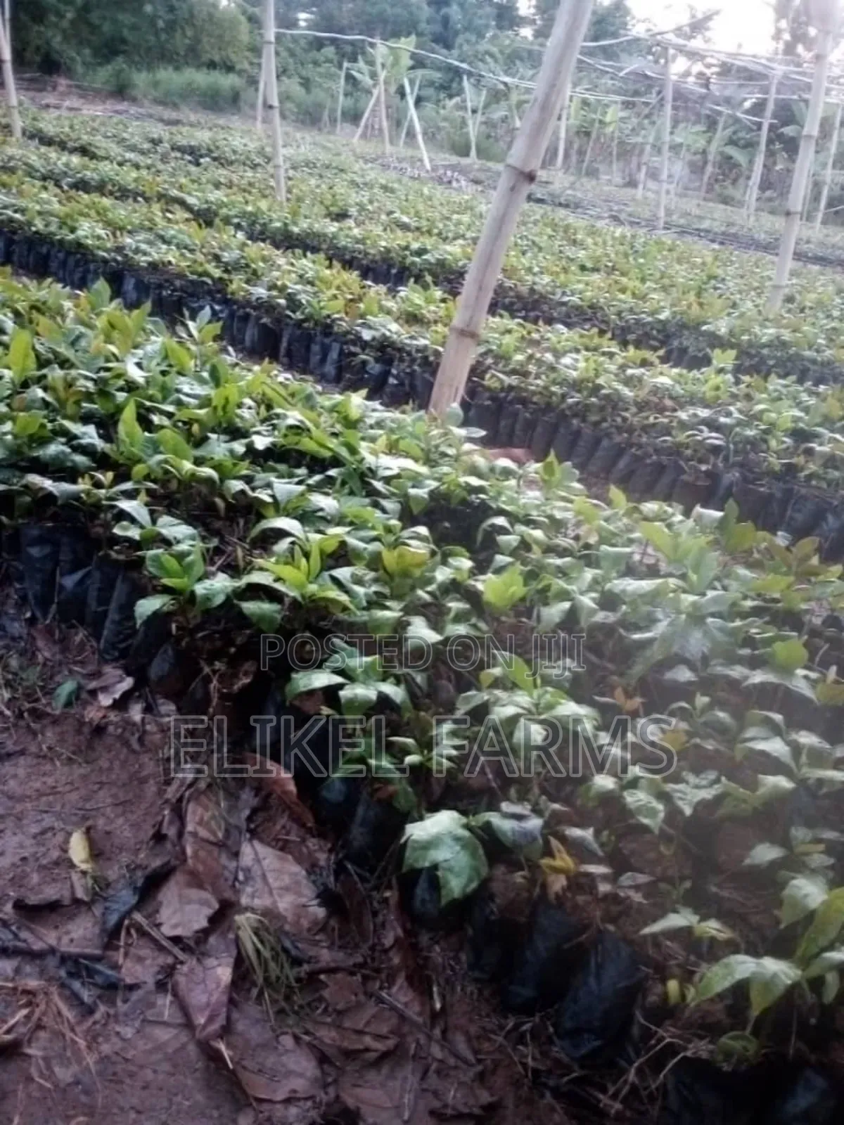 High Quality Grafted Cashew Seedlings