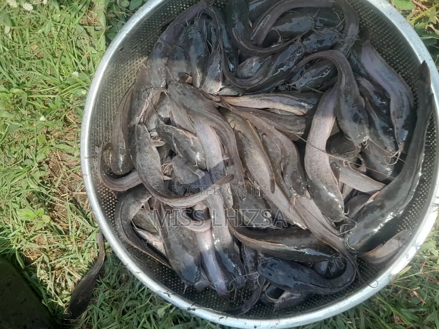 Jumbo Catfish