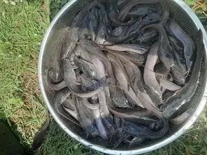 Jumbo Catfish