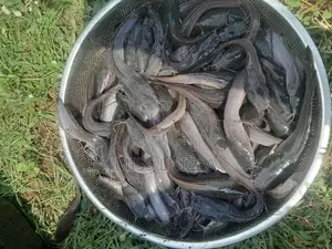 Jumbo Catfish
