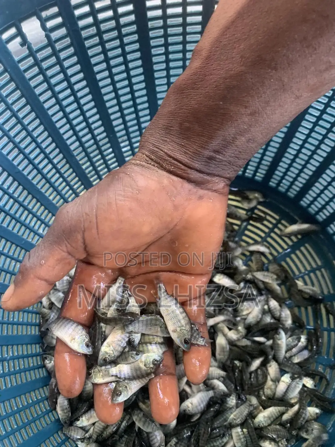 Tilapia Fingerlings