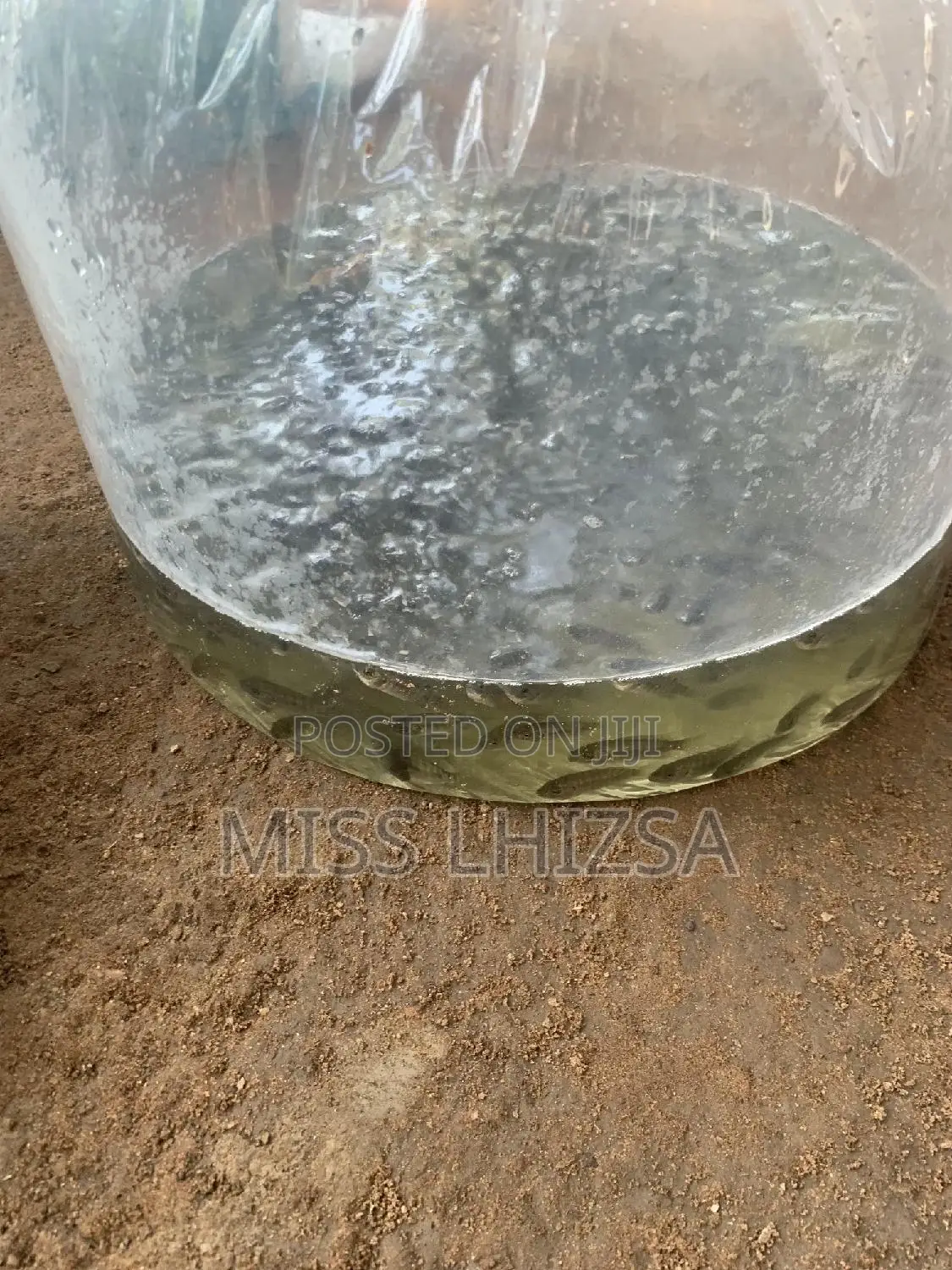 Tilapia Fingerlings