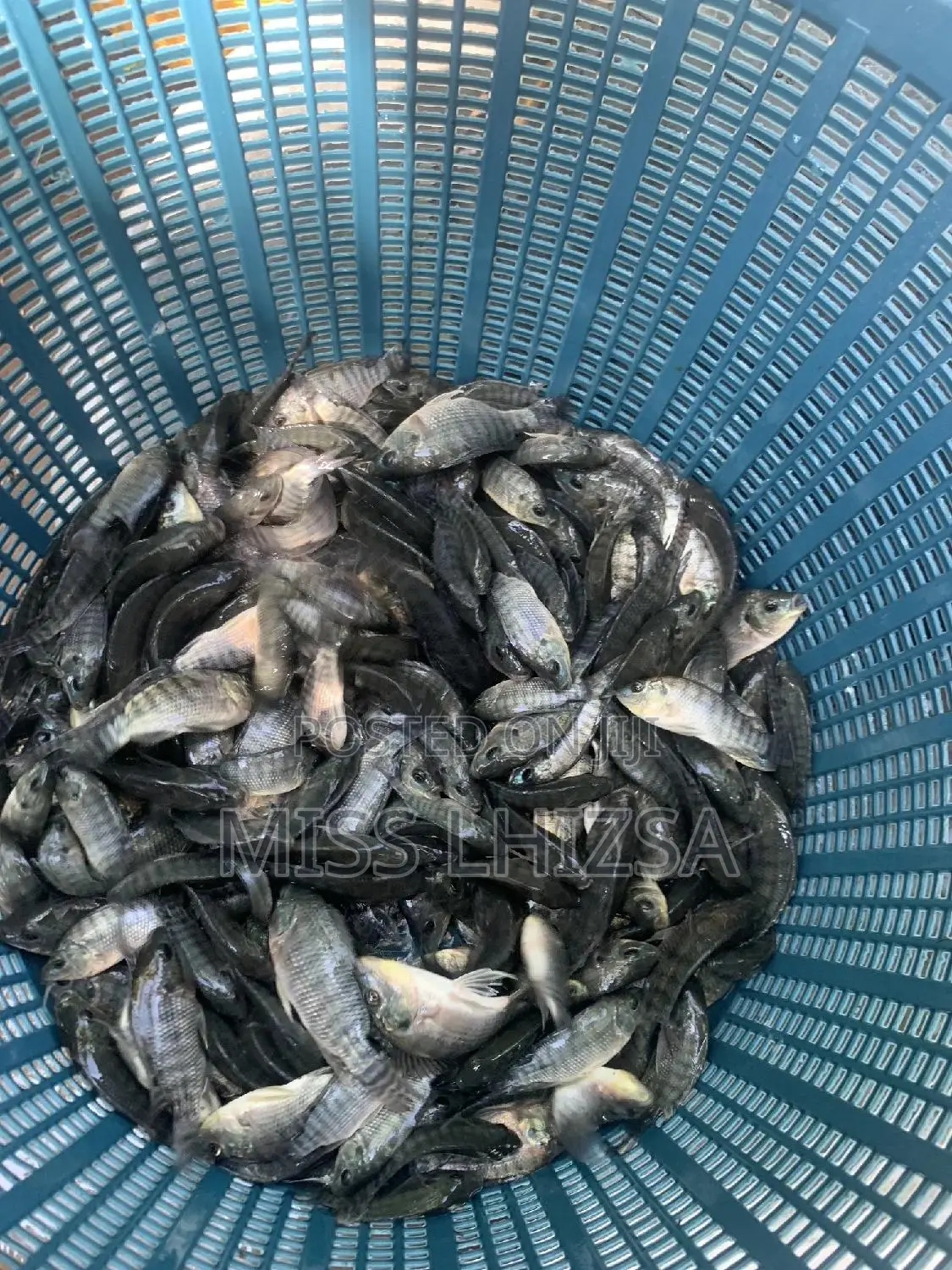 Tilapia Fingerlings