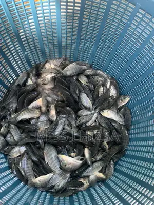 Tilapia Fingerlings