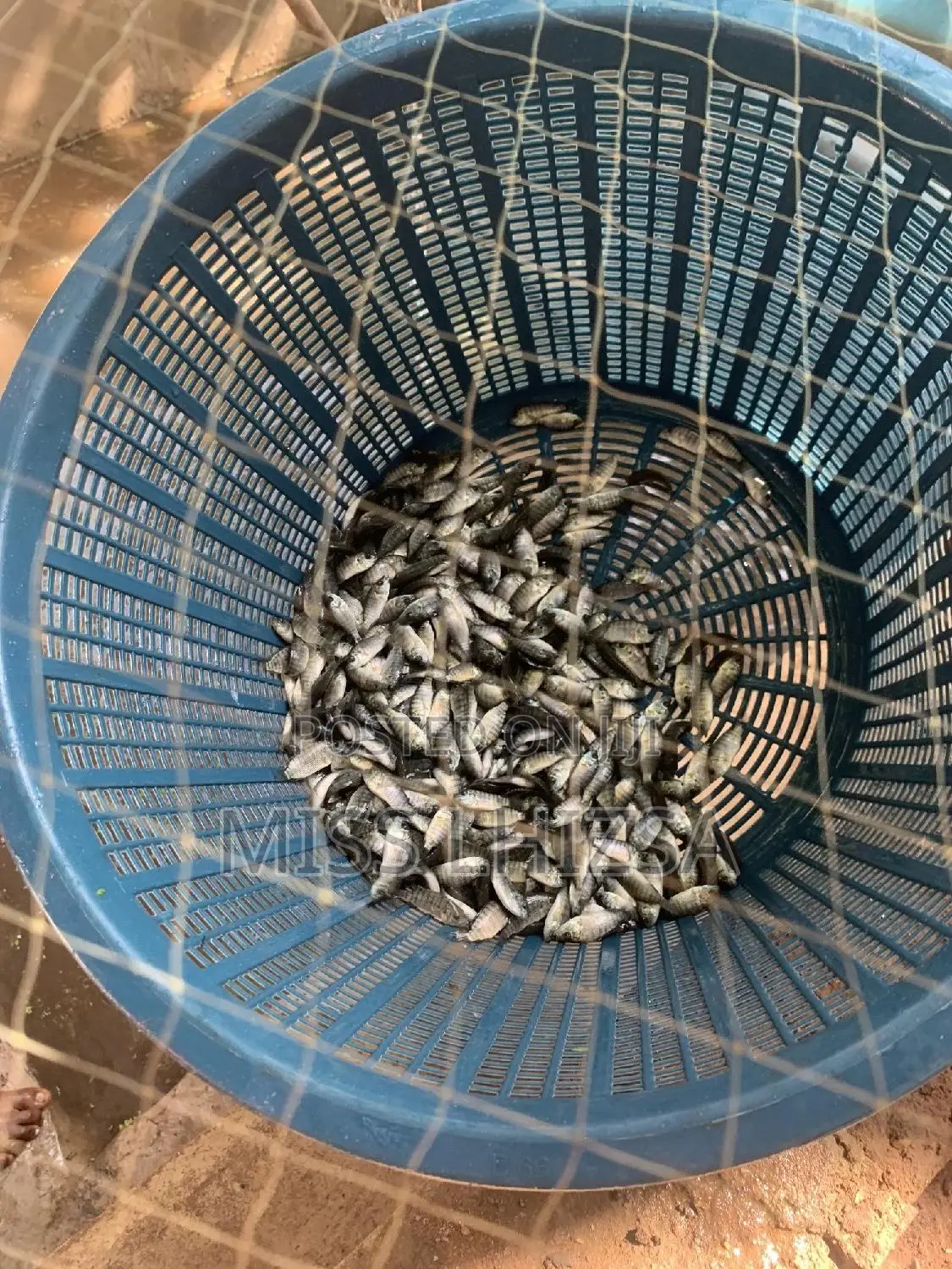 Tilapia Fingerlings