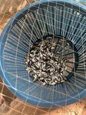 Tilapia Fingerlings