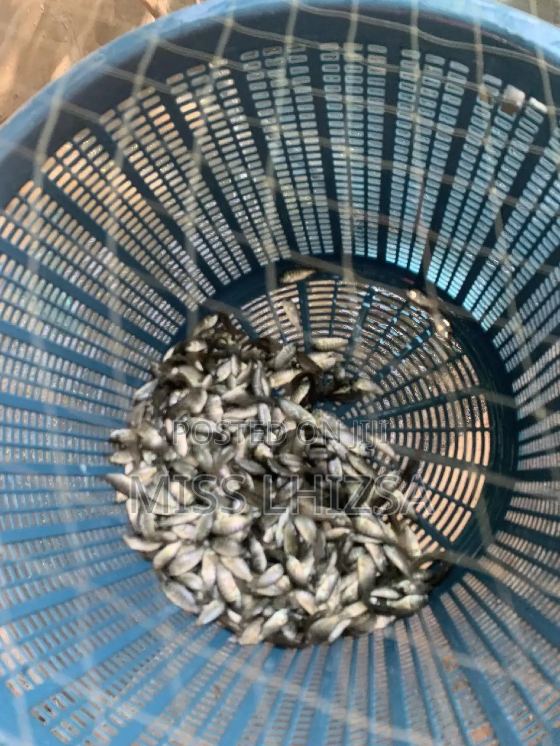 Tilapia Fingerlings