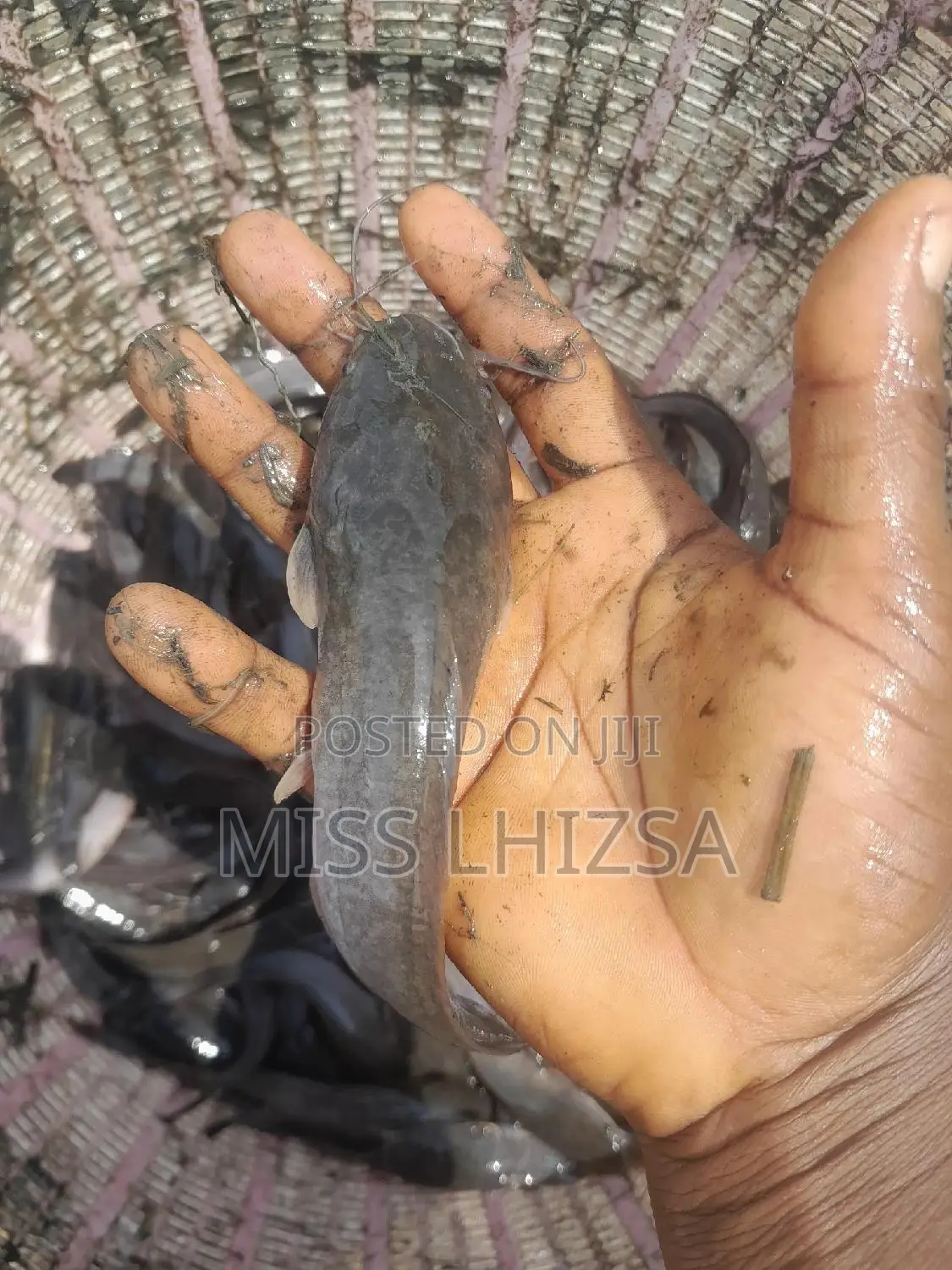 Jumbo Catfish