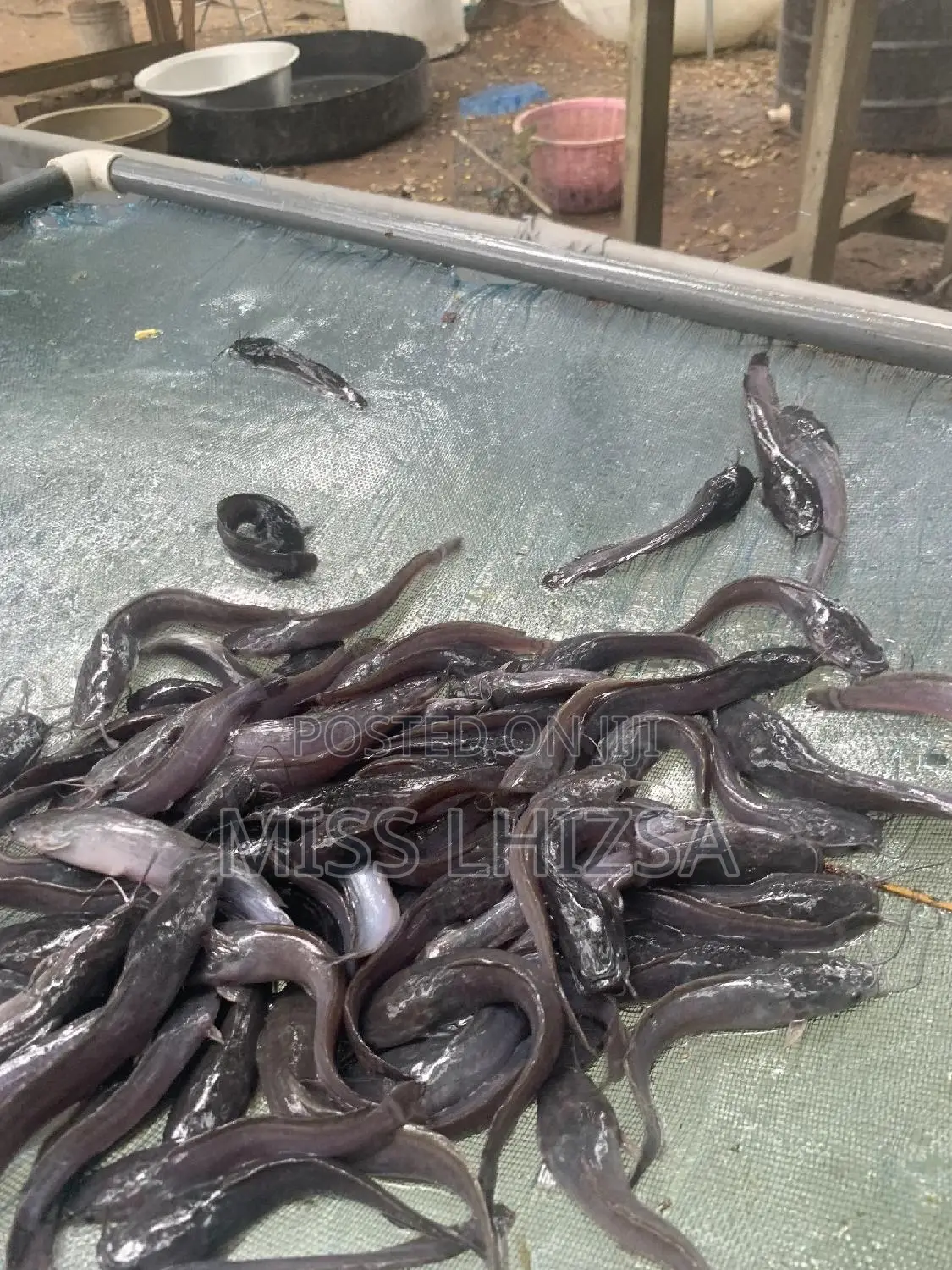 Jumbo Catfish