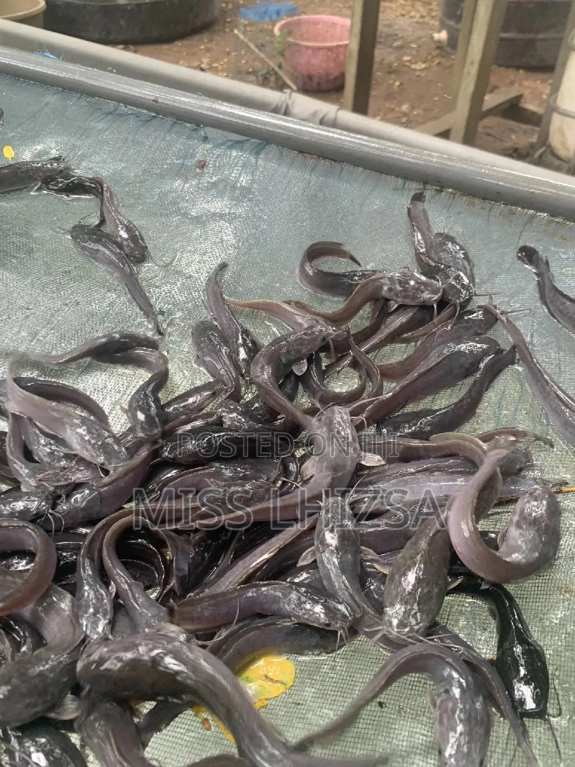 Jumbo Catfish