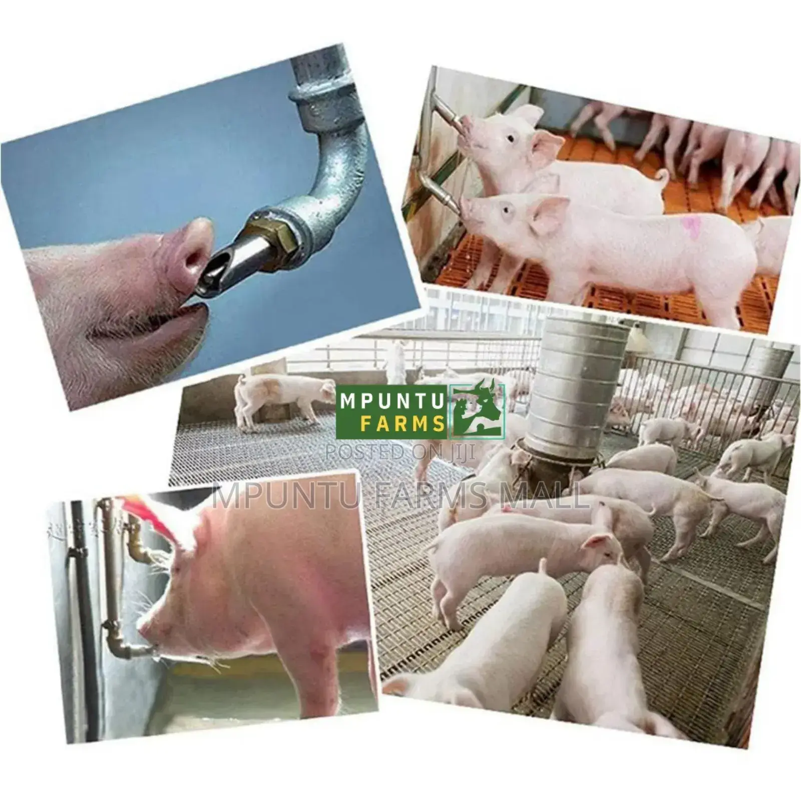 Automatic Pig Nipples