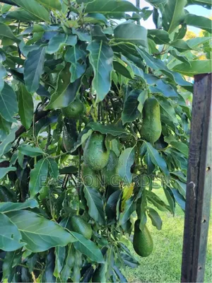 Exotic Grafted Avocado Seedlings ‘Day’ (Persea Americana)