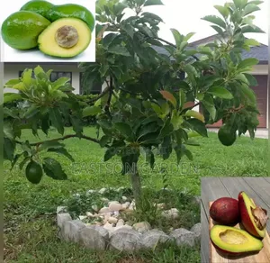 Exotic Grafted Avocado Seedlings ‘Day’ (Persea Americana)