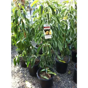 Exotic Grafted Avocado Seedlings ‘Day’ (Persea Americana)