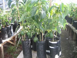 Exotic Grafted Avocado Seedlings ‘Day’ (Persea Americana)