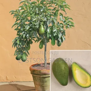 Exotic Grafted Avocado Seedlings ‘Day’ (Persea Americana)