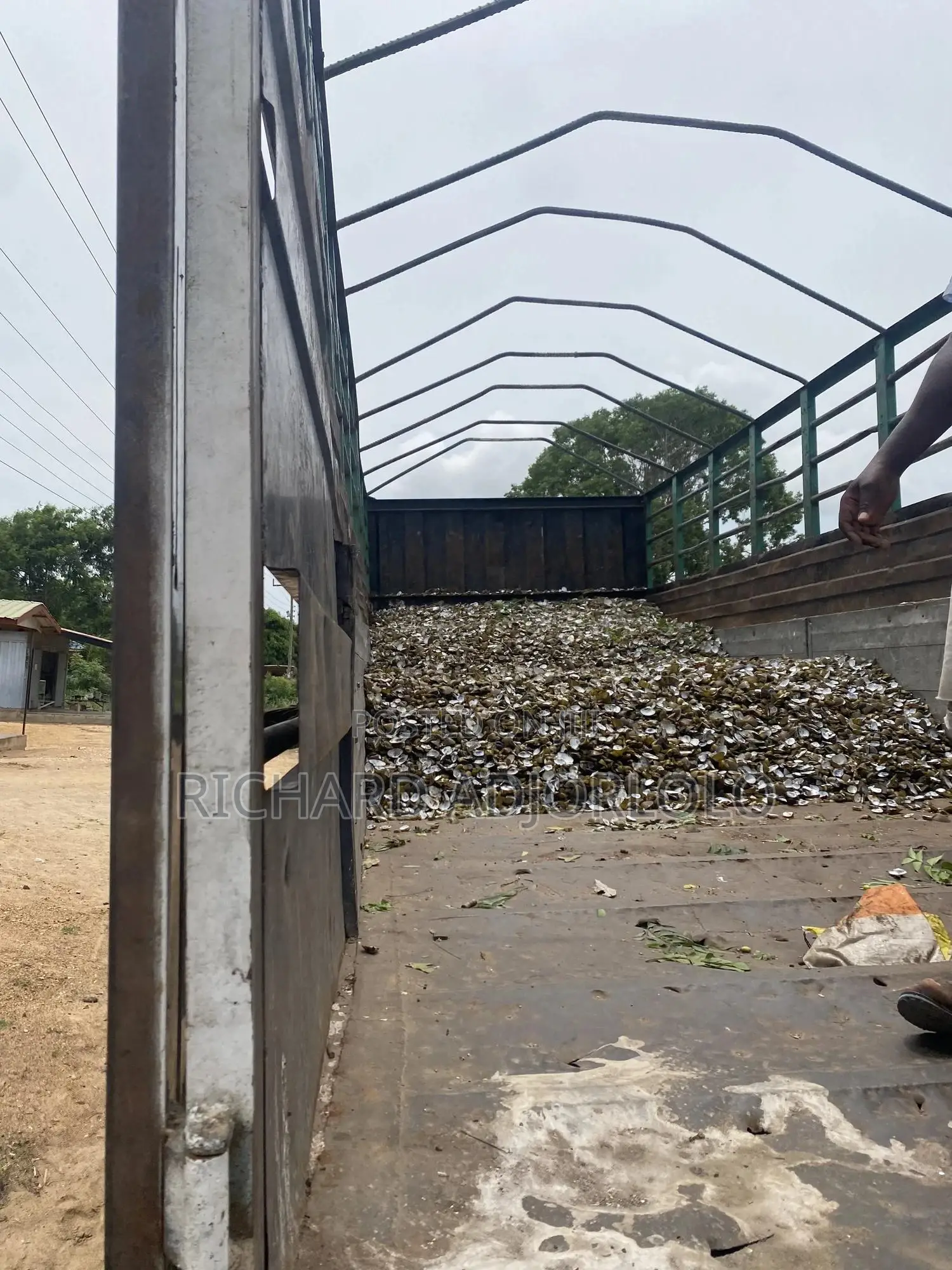 Oyster Shells(Contact for Exact Price)
