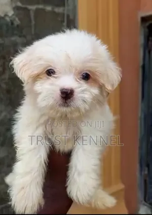 1-3 months Male Purebred Poodle