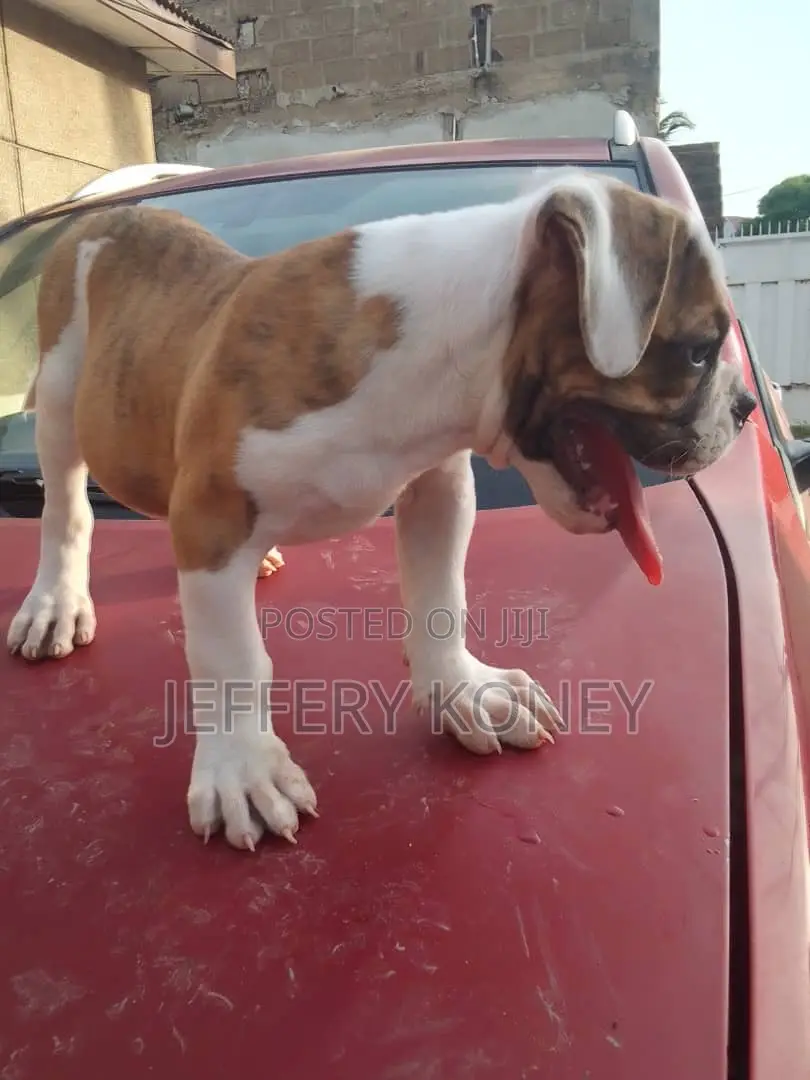 1-3 months Male Purebred American Bulldog