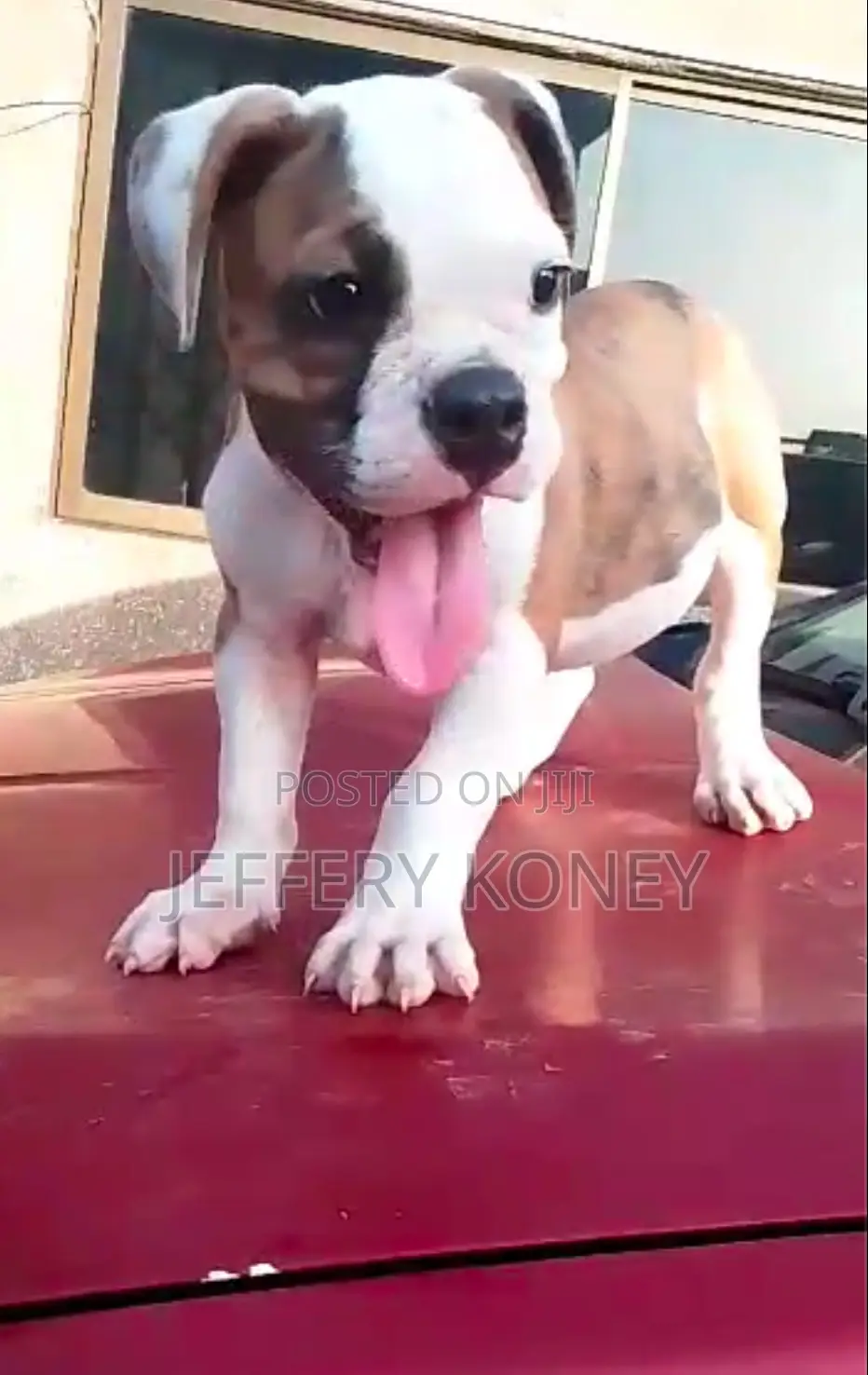 1-3 months Male Purebred American Bulldog