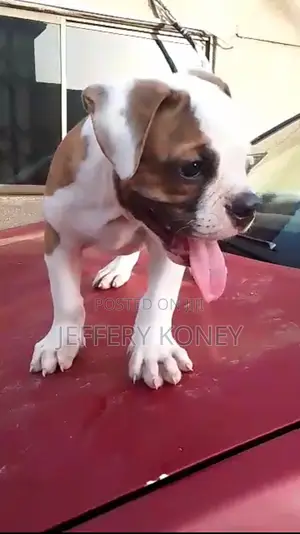 1-3 months Male Purebred American Bulldog
