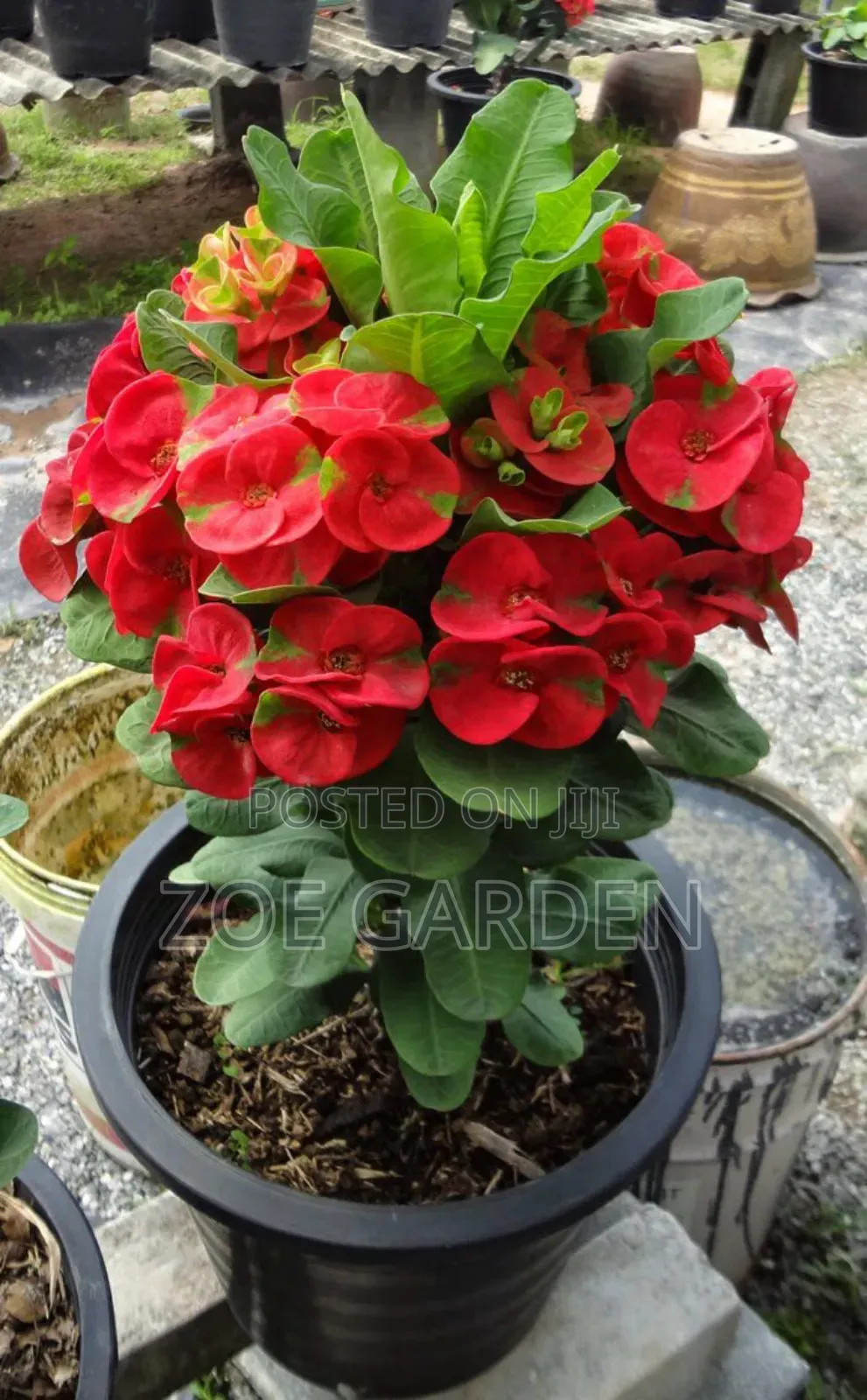 Euphobia Plant