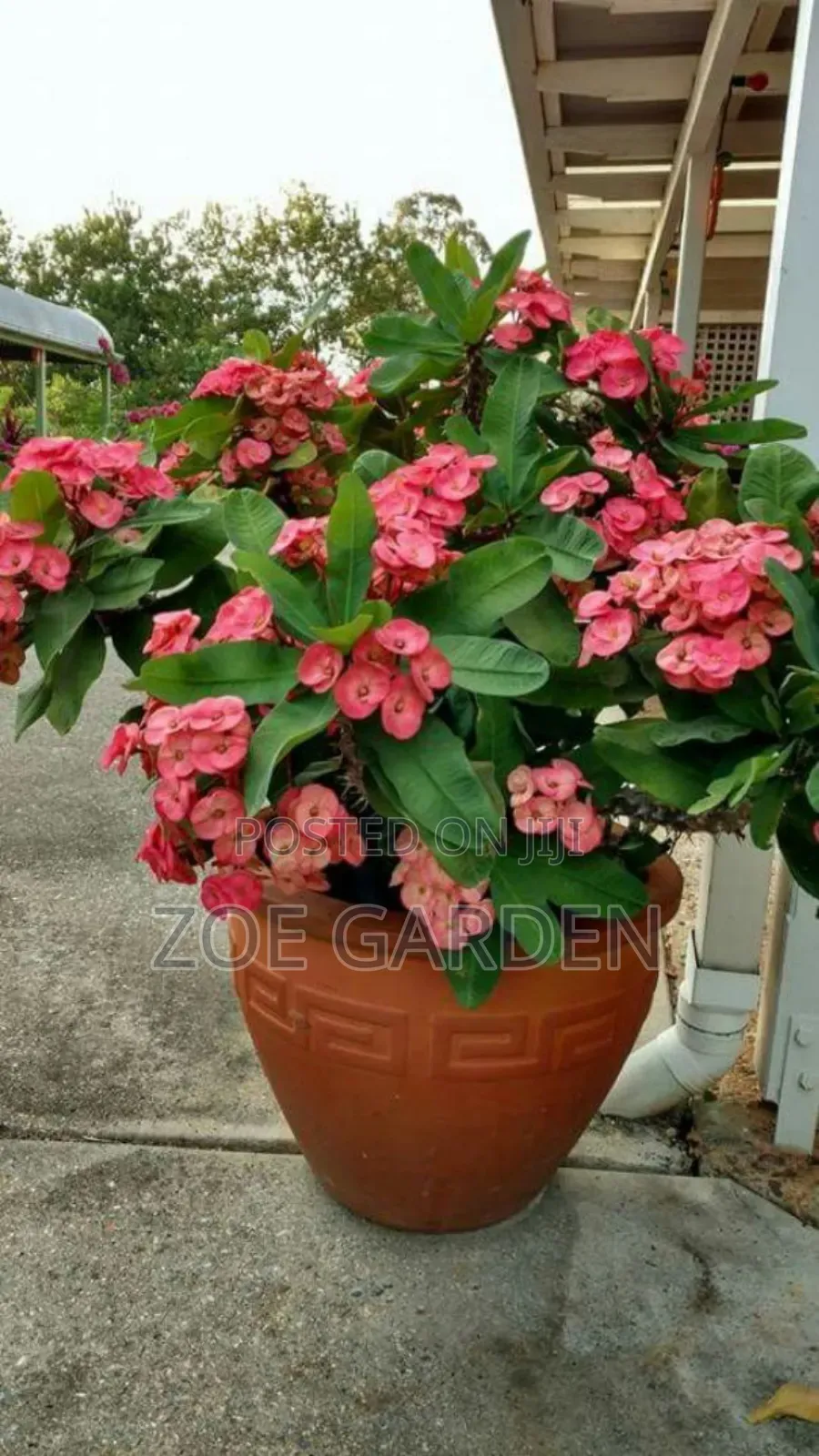 Euphobia Plant