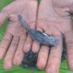 Fast-Growing Catfish Jumbo Size Available