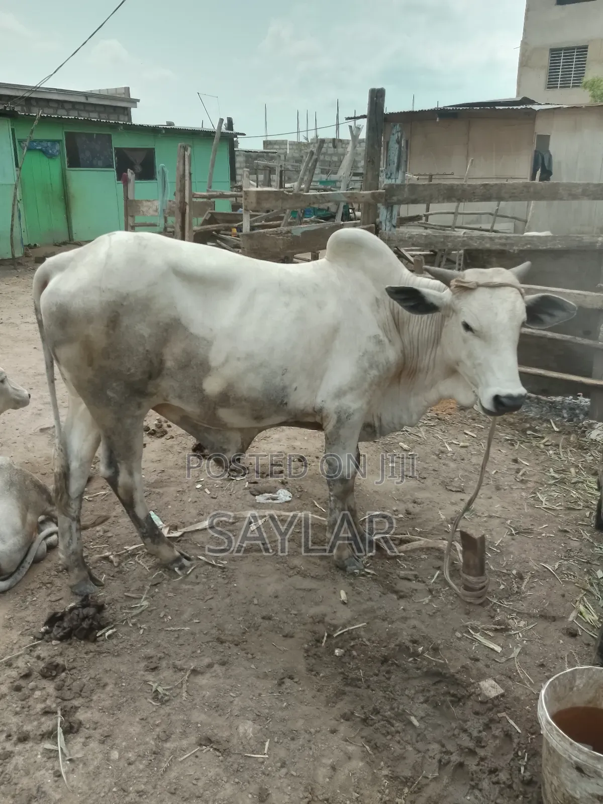 Gudali Type Nice Cow's for Sale