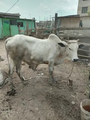 Gudali Type Nice Cow's for Sale