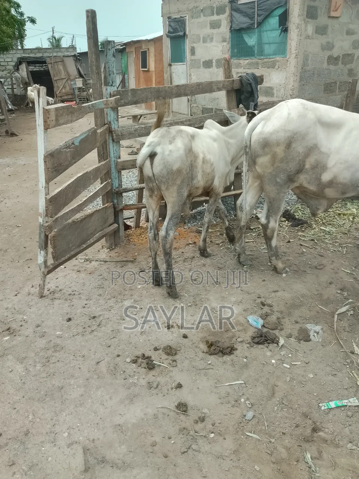 Gudali Type Nice Cow's for Sale
