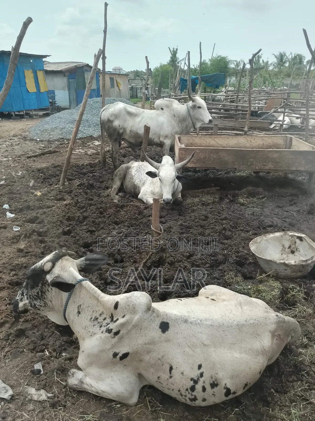 Gudali Type Nice Cow's for Sale