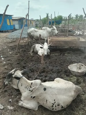 Gudali Type Nice Cow's for Sale