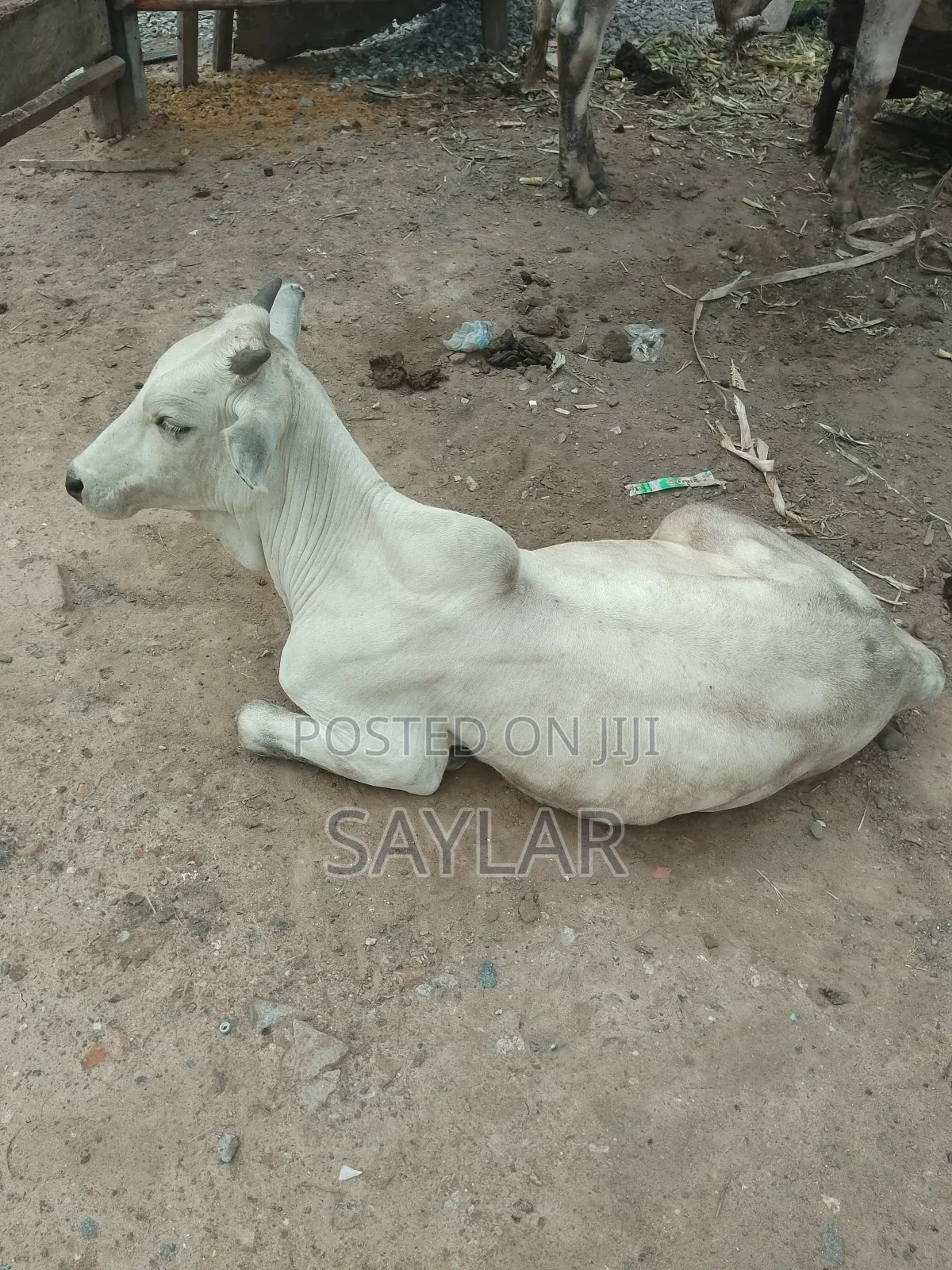 Gudali Type Nice Cow's for Sale