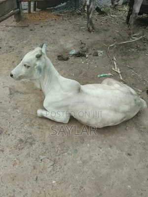 Gudali Type Nice Cow's for Sale