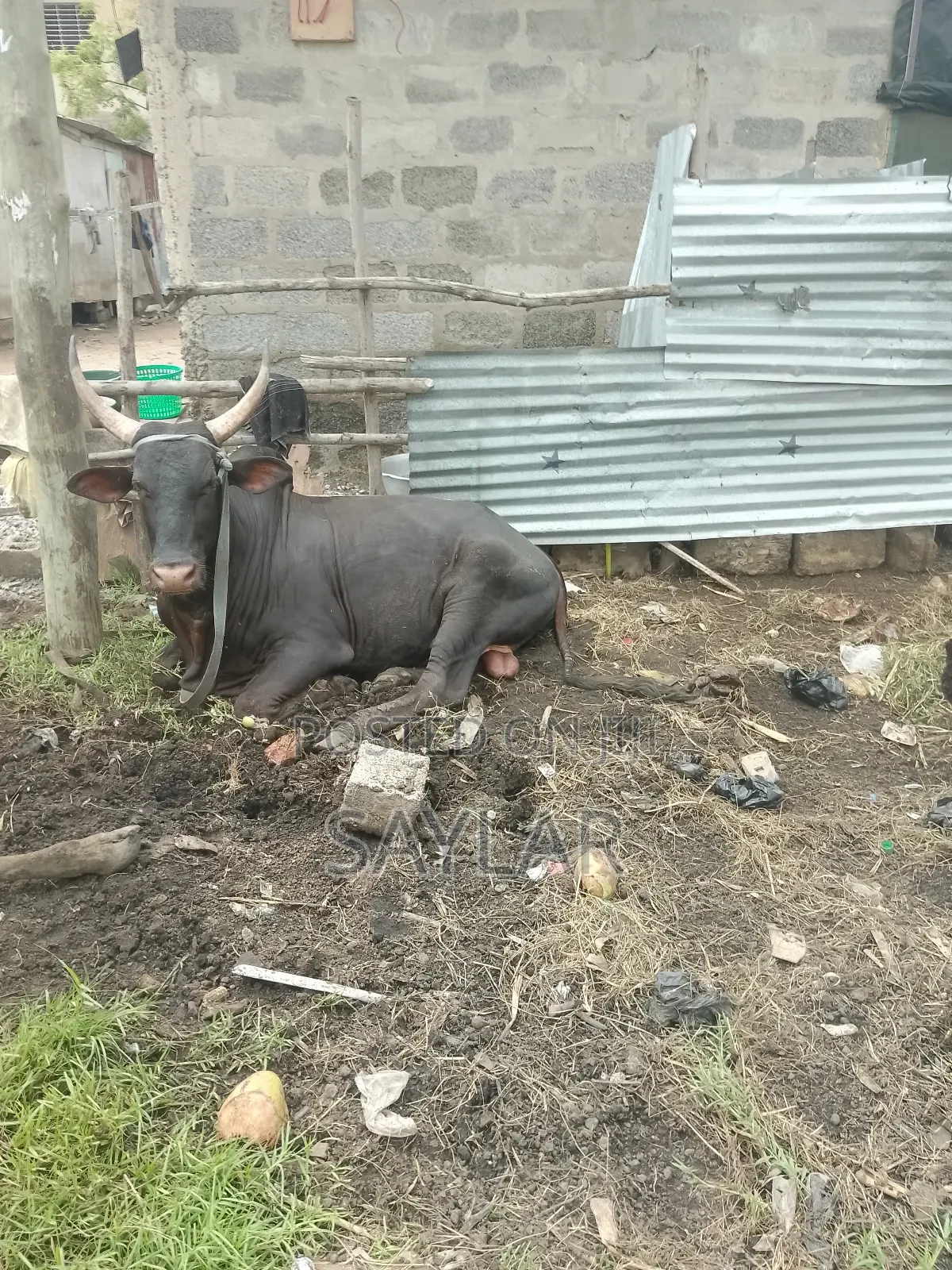 Gudali Type Nice Cow's for Sale