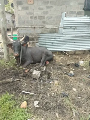 Gudali Type Nice Cow's for Sale