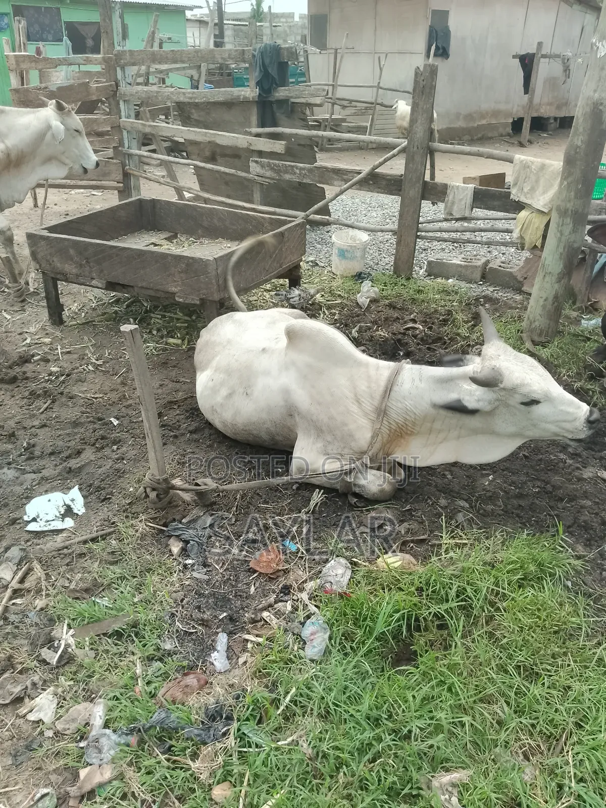 Gudali Type Nice Cow's for Sale