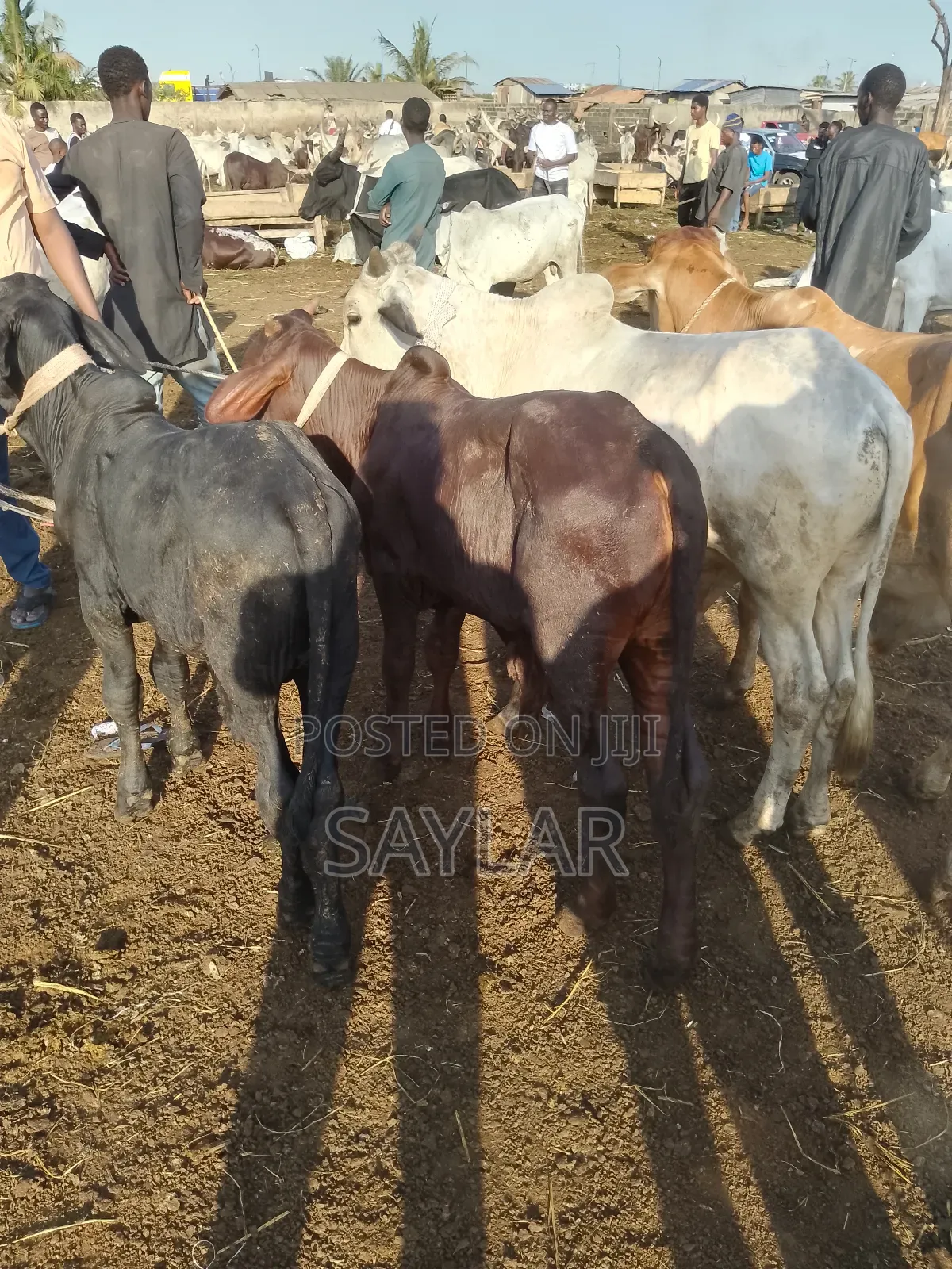 Healthy Cow's for Sale Tema