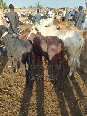 Healthy Cow's for Sale Tema