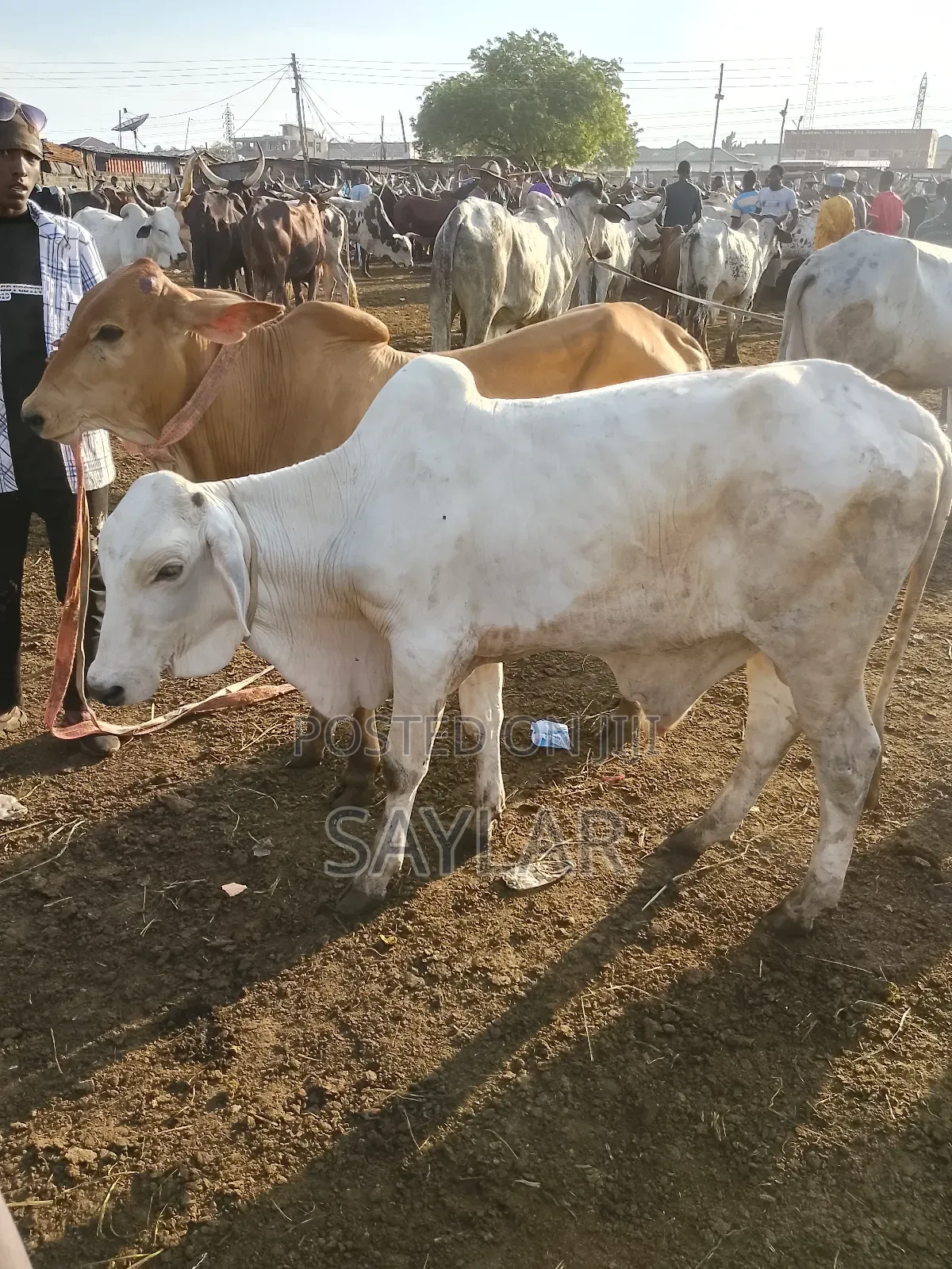 Healthy Cow's for Sale Tema